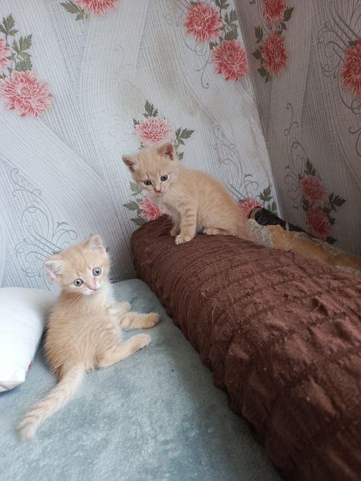 В добрые руки котята мальчики