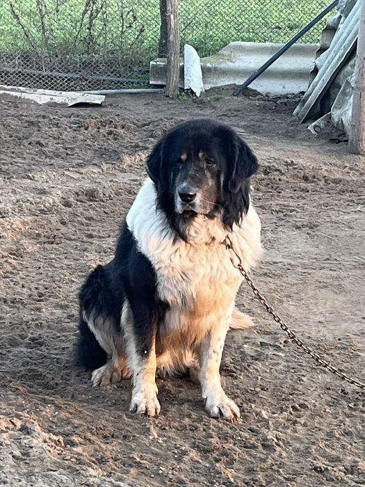 Ciobănesc de Bucovina