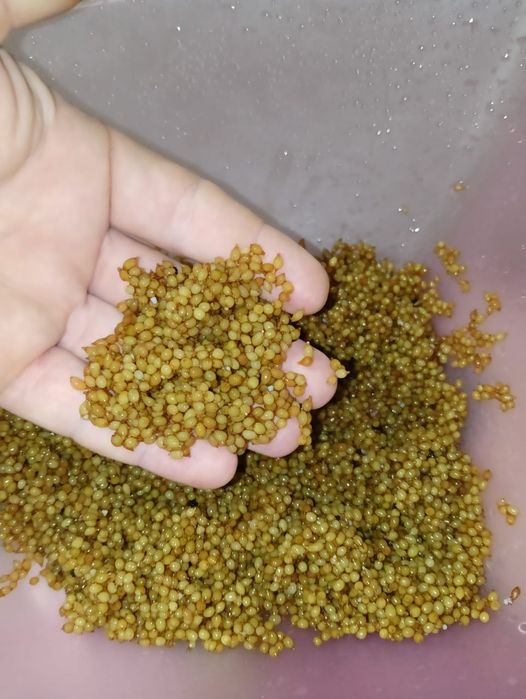 Коконы дождевого червя Чёрный принц.