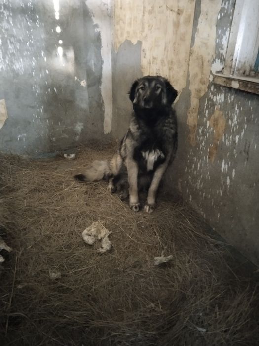 Ищем дом для собак