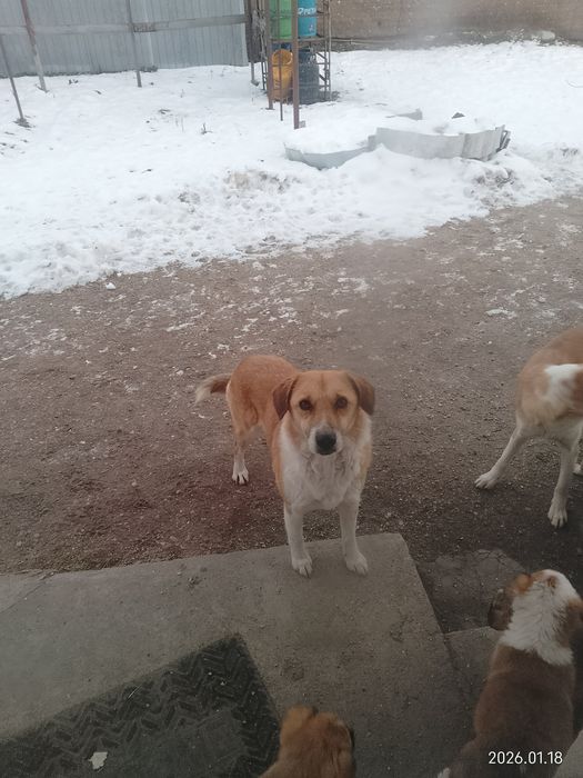 Donez catei - gratuit