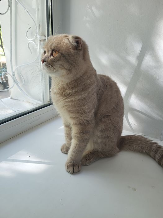 Продам котика шотландский