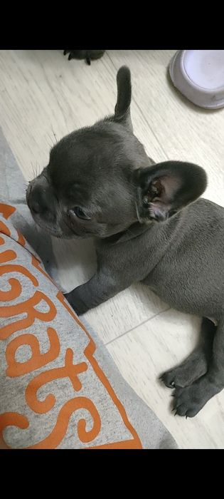 Французский бульдог