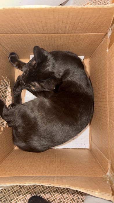 Отдам котенка в добрые руки!