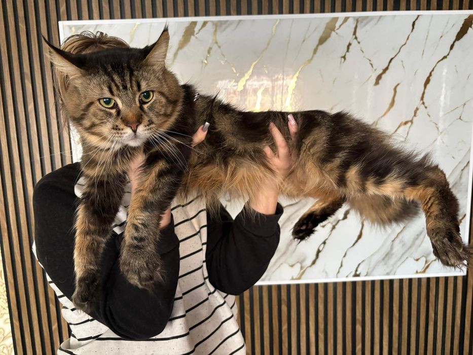 Мейн Кун котенок