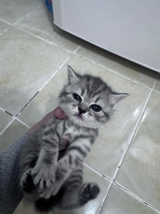 Продам  породистых котят
