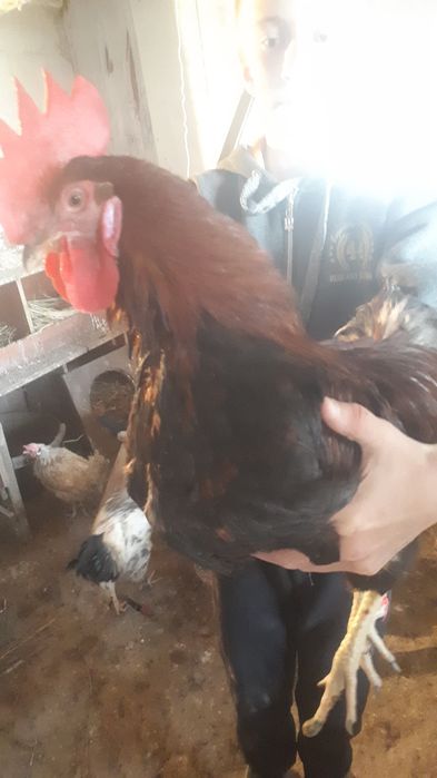 ПРОДАМ петухов породестых