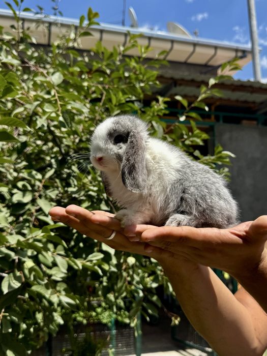 QUYON KARLIK . Кролик Карликовый