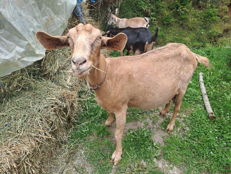 Vand capre anglonubiene