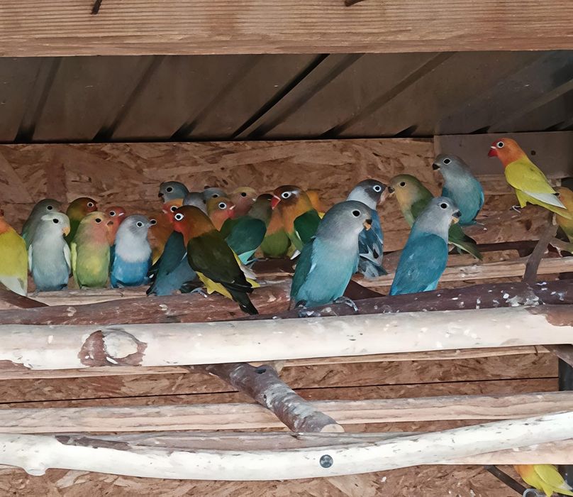 Papagali perusi,agapornis  disponibili