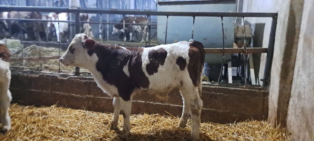 Ишчи чупон согимчи керак фирмага