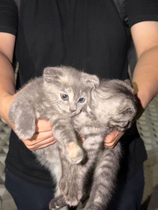 Котенок шотландец вислоухий