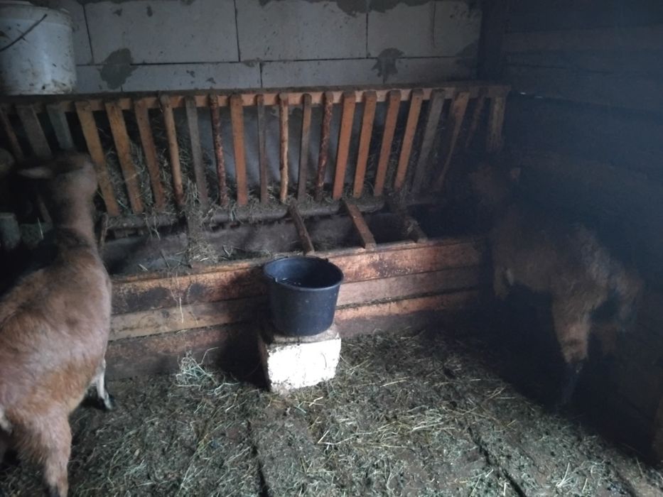 Vând două capre alpine franceze