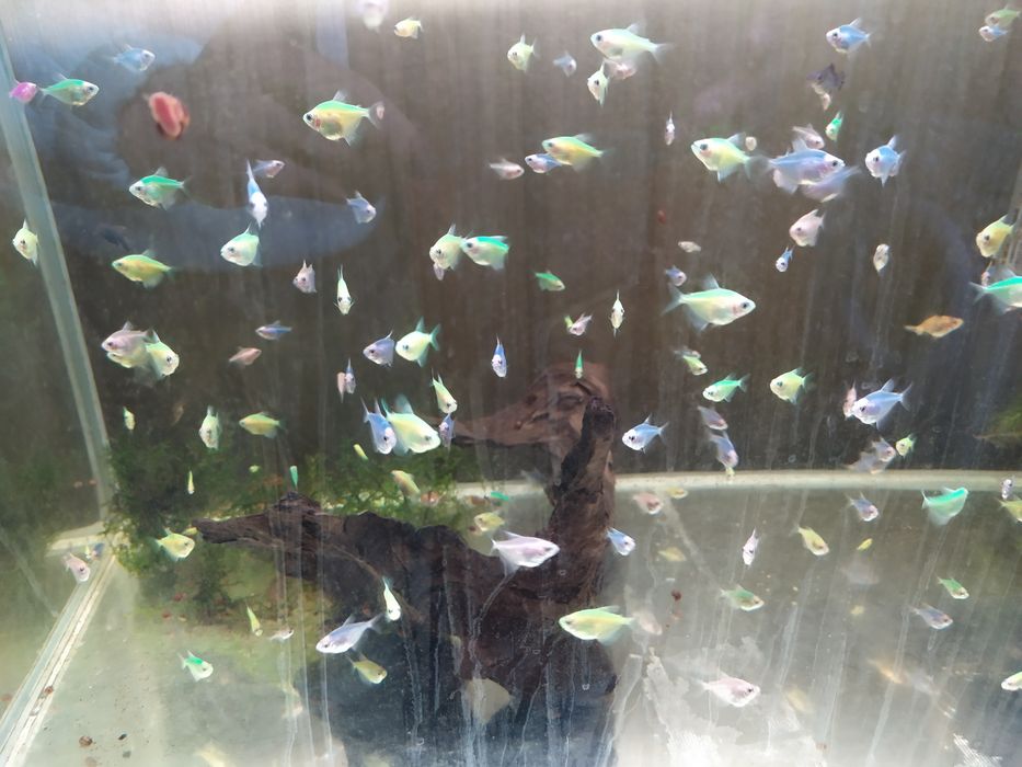 Продам Рыбок Аквариумных