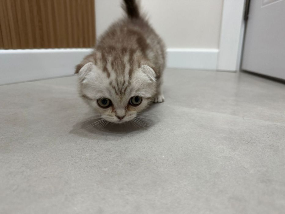 Шотланский котенок