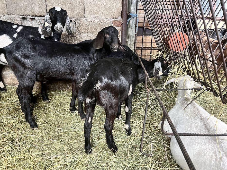 Iedute anglonubian si tapisori rasa pura