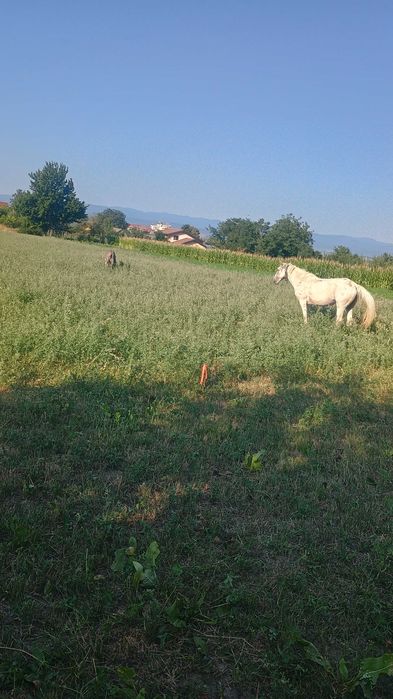 Vând măgar mascul de 3ani