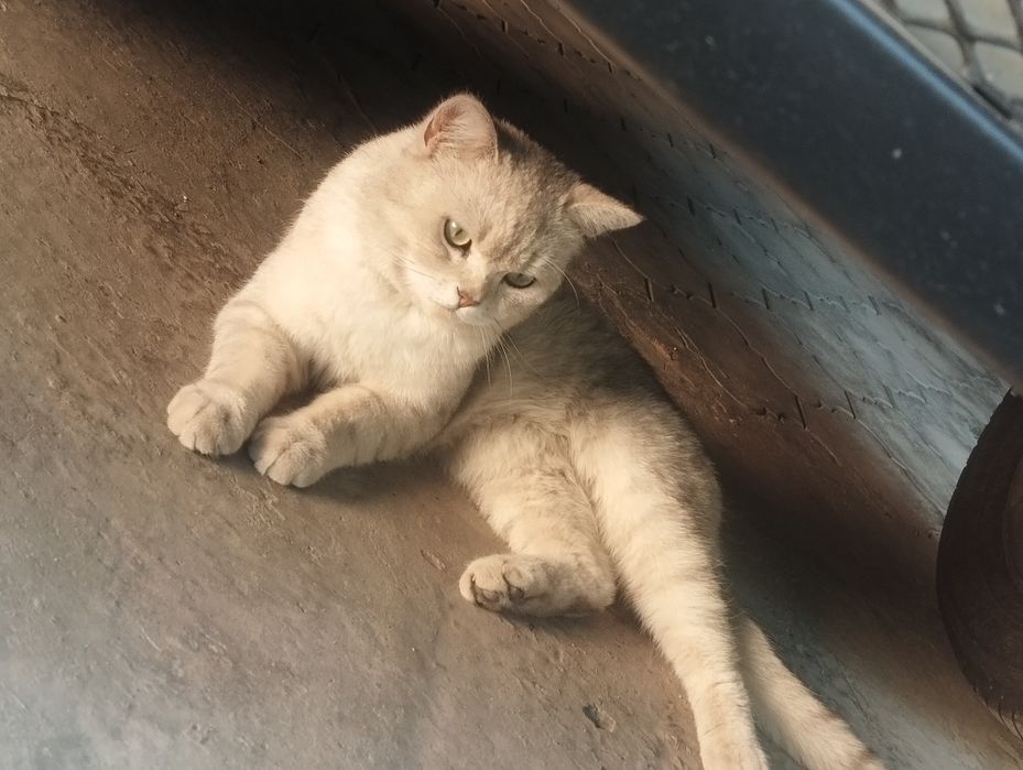 Serebrestiy shinshilla 2 ta erkak mushuk