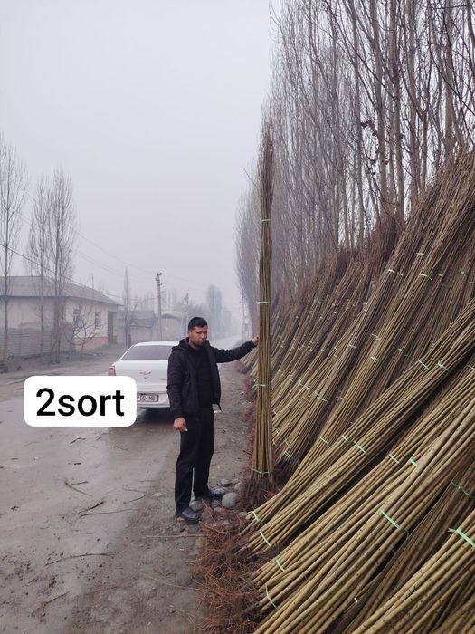 Терек кочатлар свежи