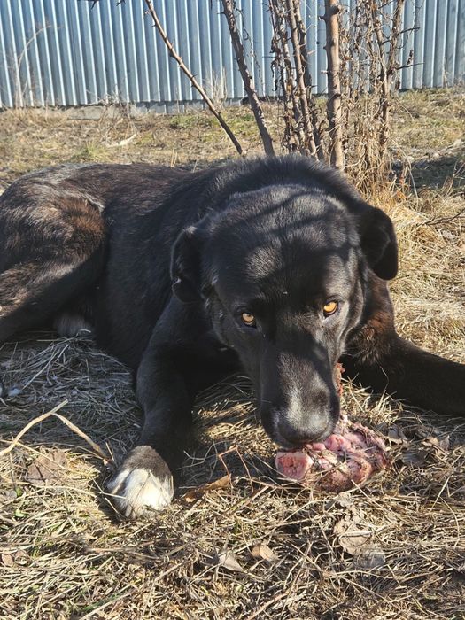 Отдадим большого пса
