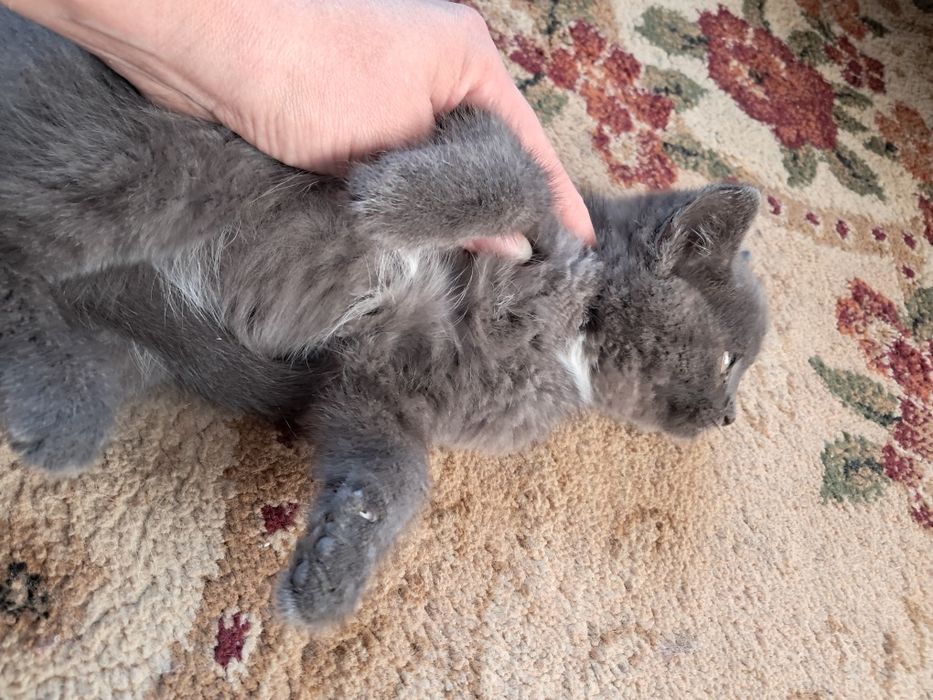Котенок пепельный окрас, 2 мес.