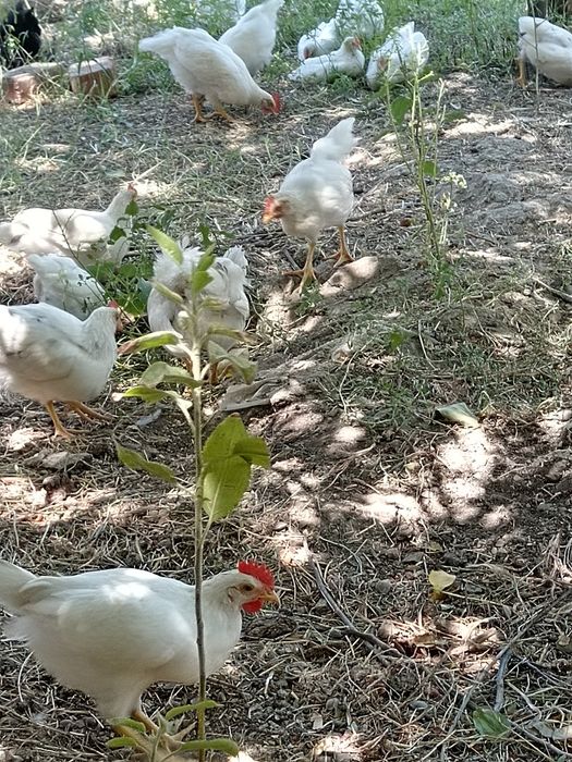 Damashni xurozlar  sotiladi 2oylik