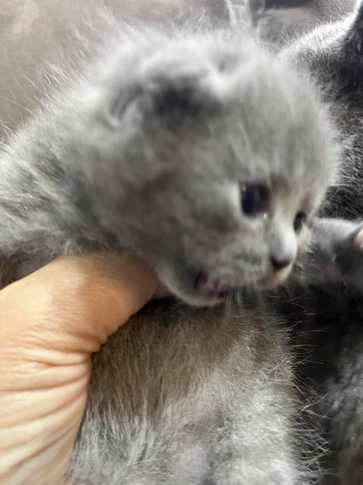 Брон котят Шиншила