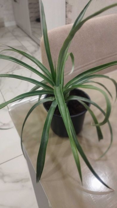 Цветок комнатный АНАНАС