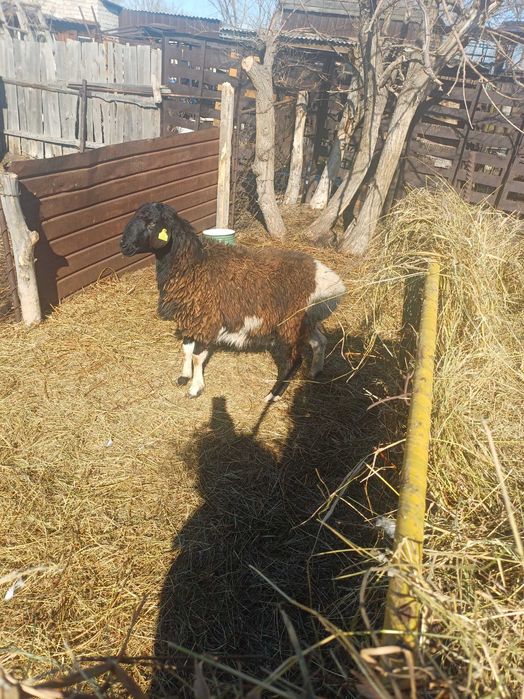 Продам ярку упитанная и кошкар