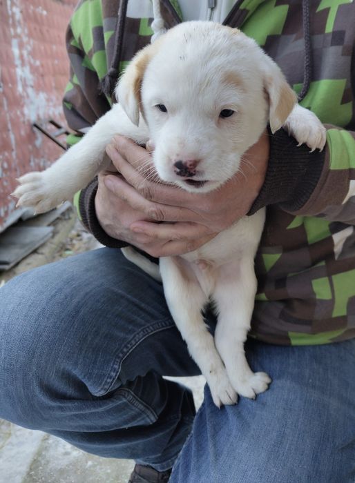 Căței, talie mijlocie, spre adopție responsabilă