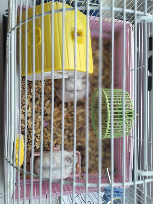 Срочно продам клетку с хомяками.