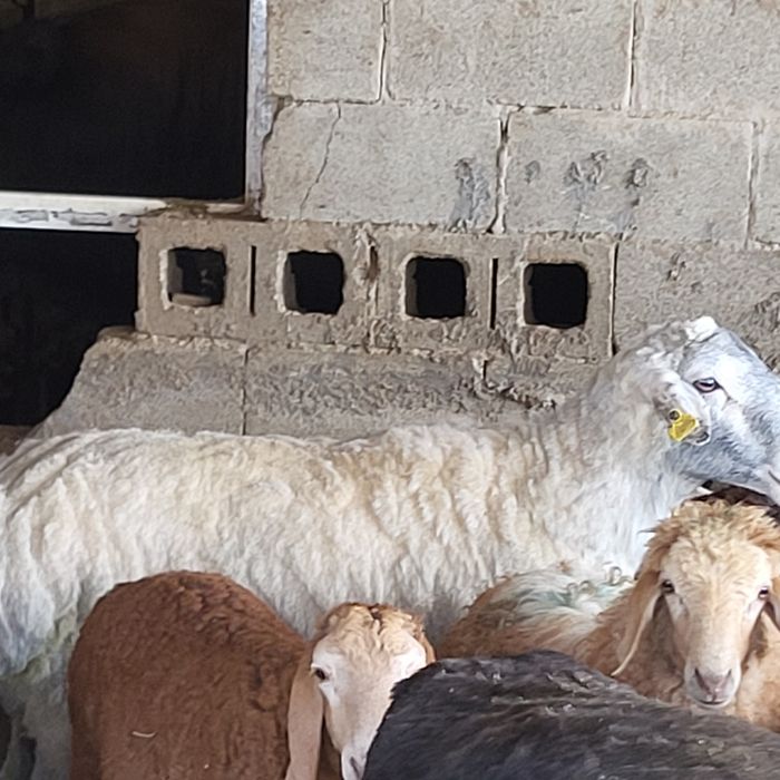 Продам больших Эдильбайских
