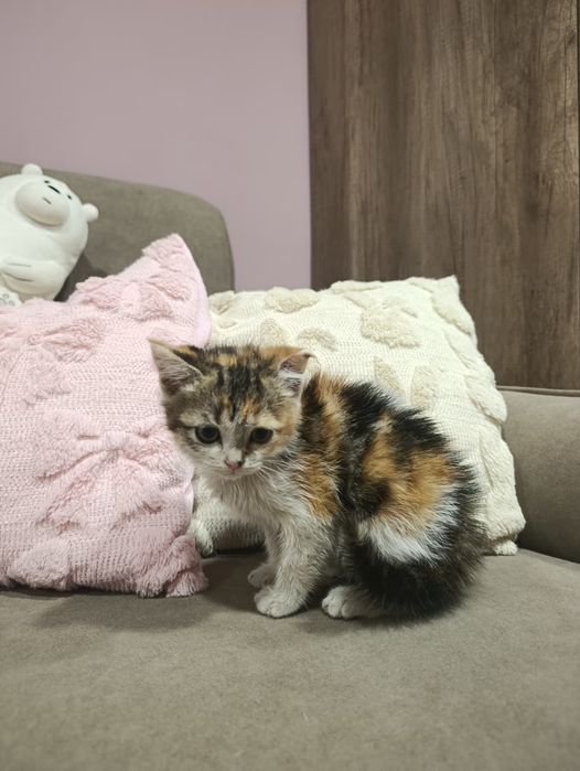 Котёнок ищет дом