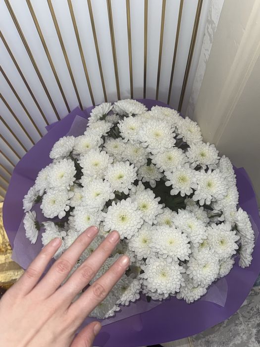 хризантема ………….