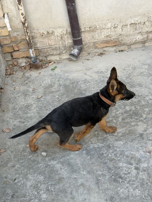 3oylik zoti toza nemis ovcharka