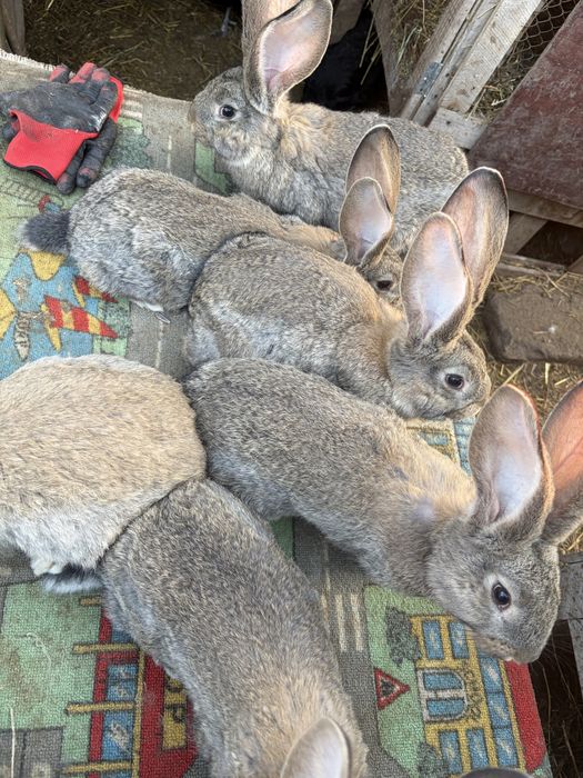 Vand iepuri uriasi gri german