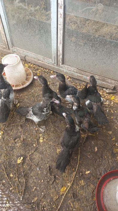 Продаю Утки ,индоутки