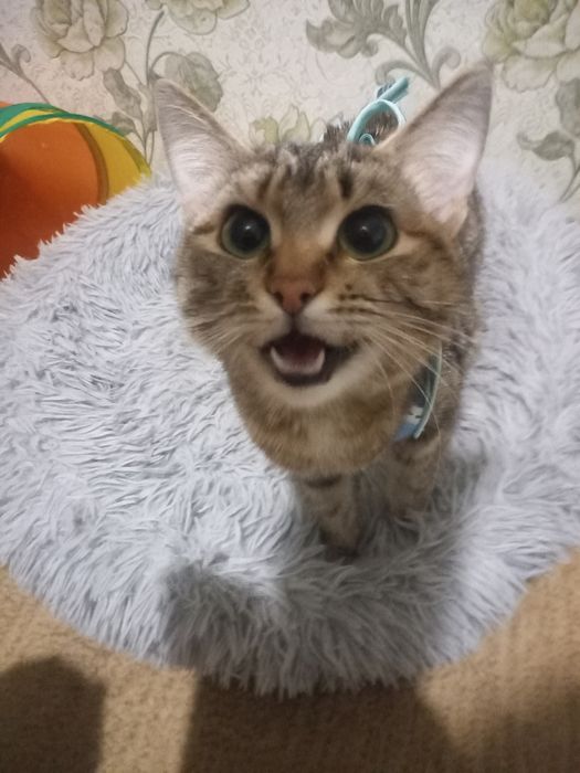 Отдам кошечку 7 месяцев.