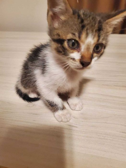 Две прекрасни котенца на 2 месеца търсят дом