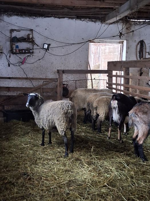 Oaie Romanov cu mieluta