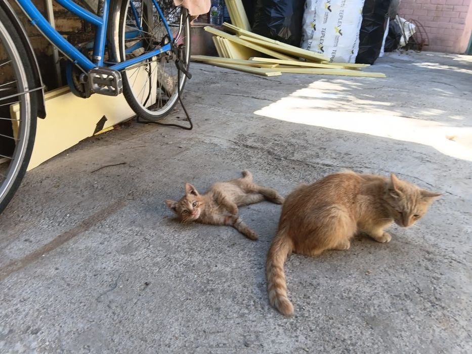 Кошечка с котенком домашние