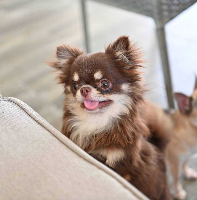 Мъжко дългокосместо миниатюрно шоколадов тен чихуахуа