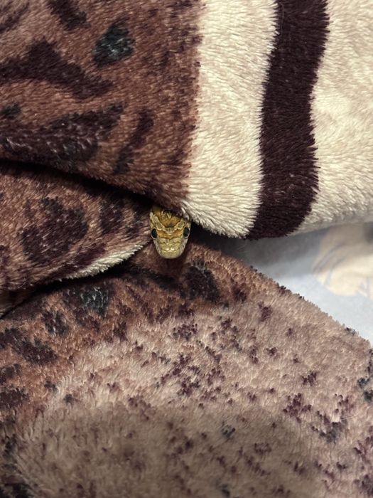 Домашняя змея. Полоз