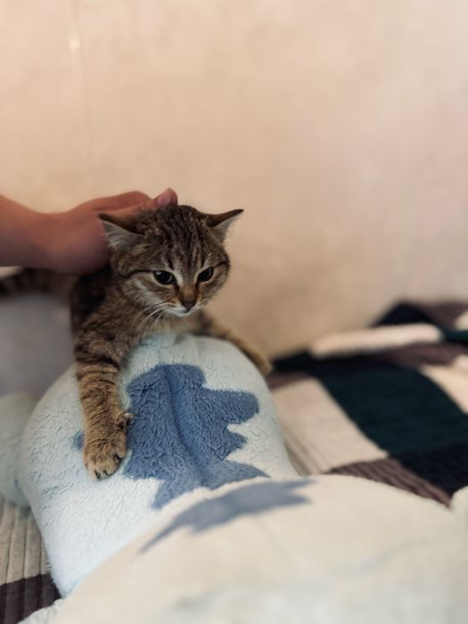 Отдам котенка в добрые руки