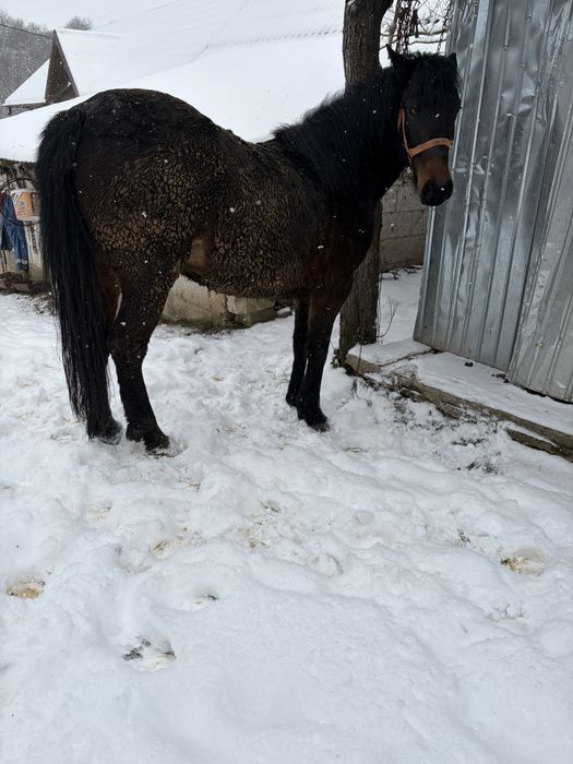 Carlana de vanzare!mai multe detali la telefon