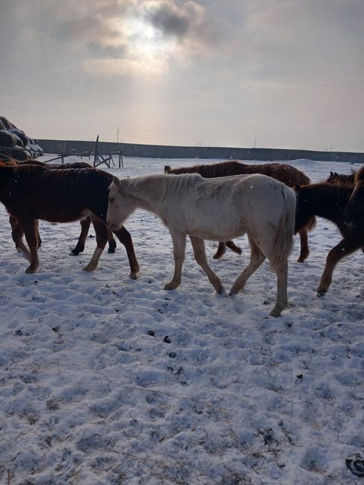50 голов лошадей