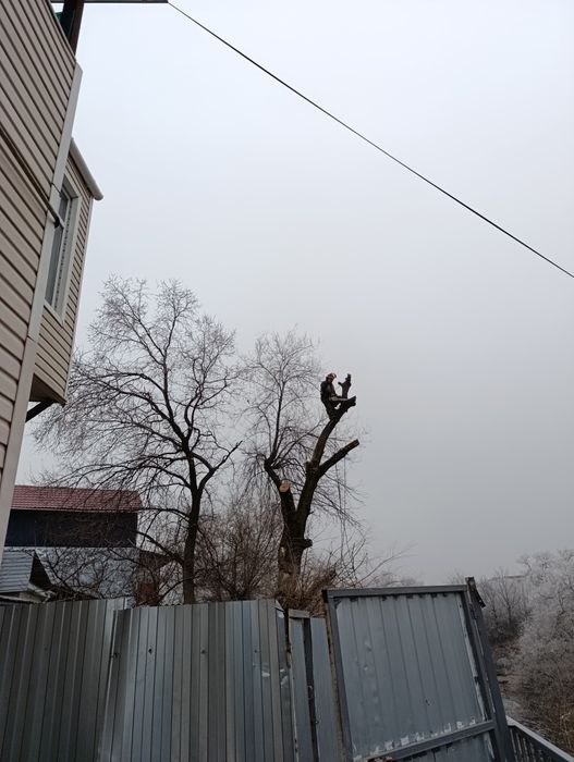 Спил деревьев,Ағаш кесеміз