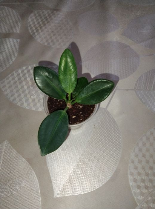 Комнатные растения