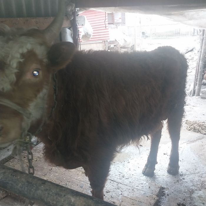 Буқа 3 жасар сатылады