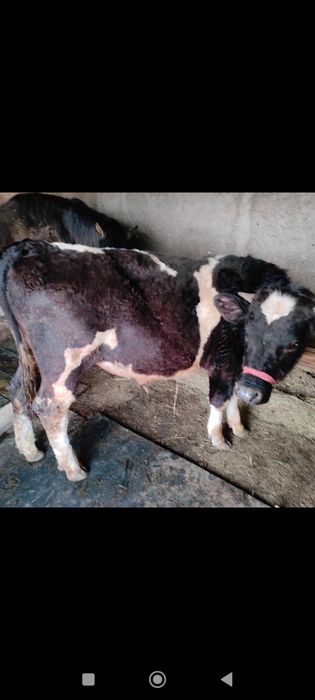 Vând vițel tânăr